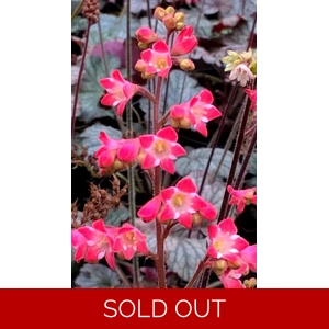 Heuchera 'Coral Reef'